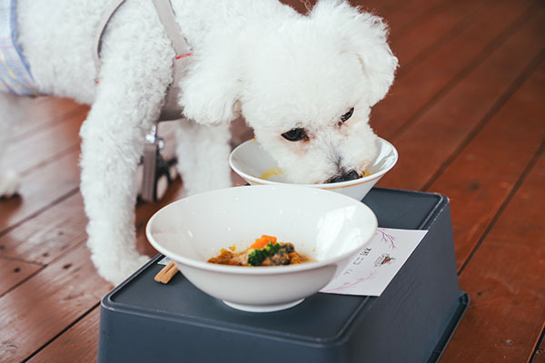 わんちゃんのことを考えた選べるお食事