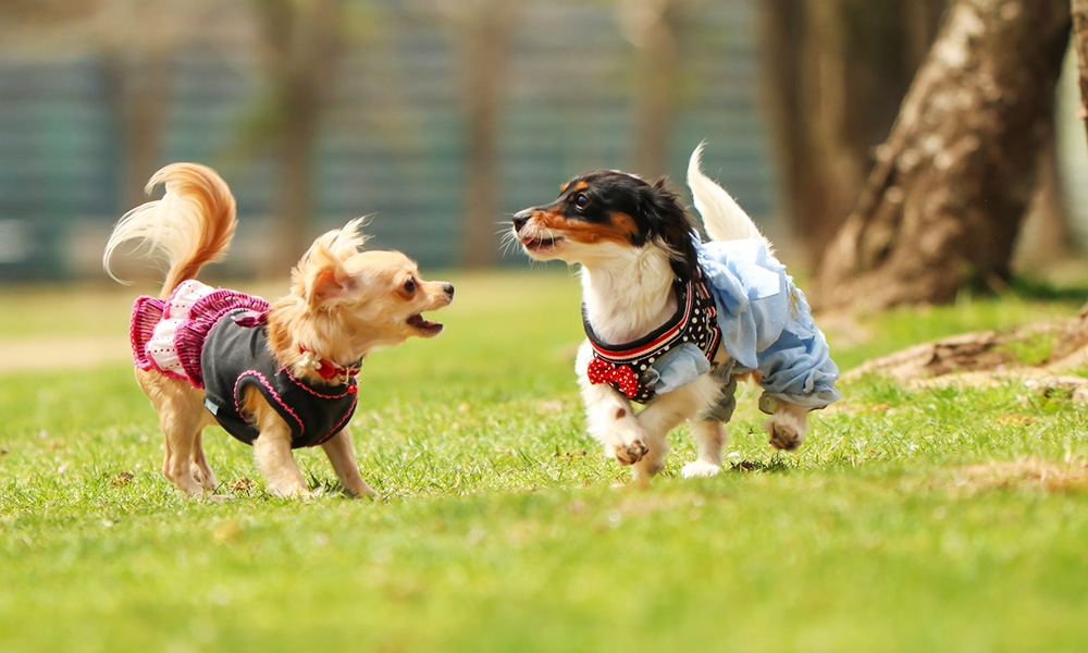 愛犬と旅行するならグランピング 持ち物やおすすめの施設をご紹介 大分別府 九州初の客室温泉付グランピング グランシア別府鉄輪 リゾグラ リゾートグランピングドットコム